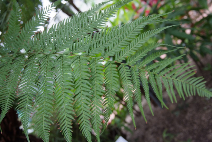해고 - Cyathea spinulosa Wall ex HOOK