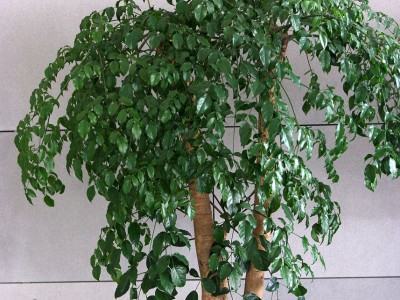 해피트리 사진 - Heteropanax fragrans Photos