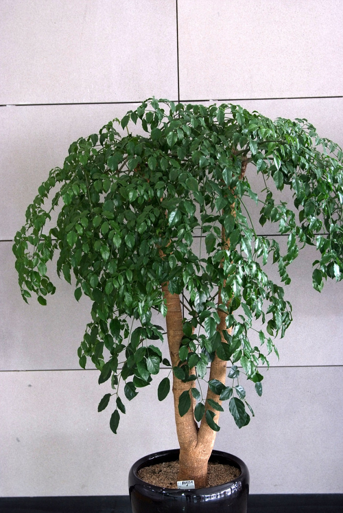 해피트리 - Root or bark of Fragrant heteropanax, Heteropanax fragrans