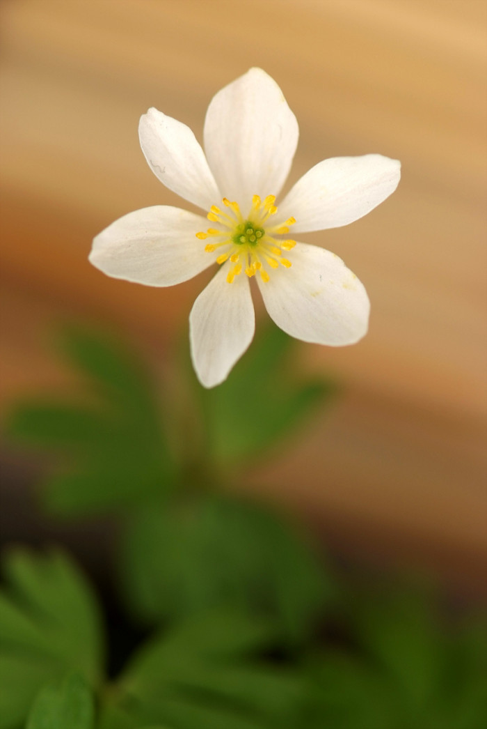 바람꽃 - Anemone narcissiflora