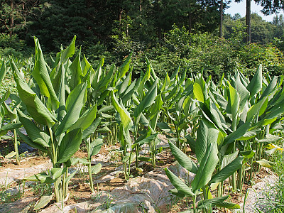 울금 사진 - Curcuma aromatica Salisb Photos