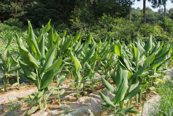 울금 - Curcuma aromatica Salisb