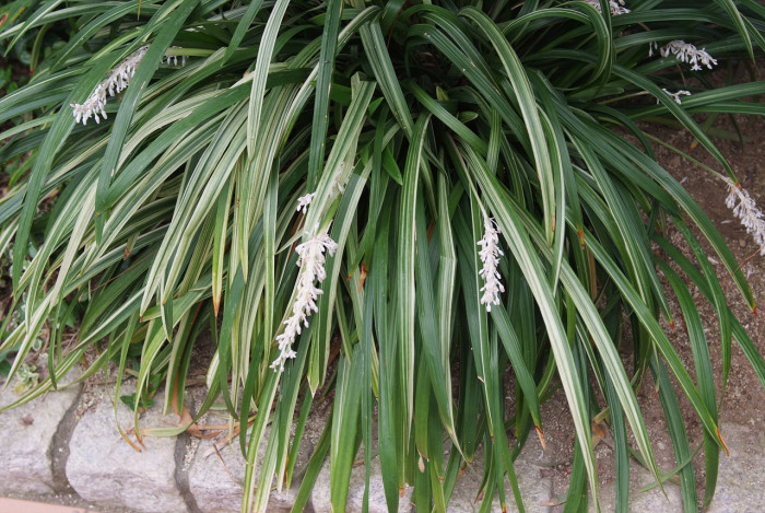 맥문아재비 - Ophiopogon jaburan (Kunth) Lodd.