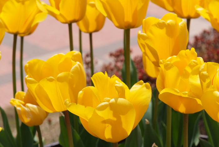 튤립 - Tulip, Tulipa gesneriana