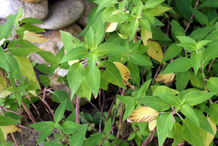 스피어민트 - Mentha Spicata