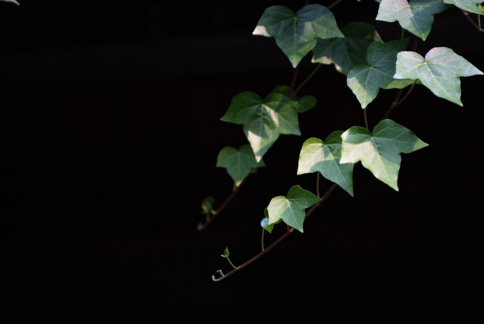 청아이비 - English Ivy, Hedera helix