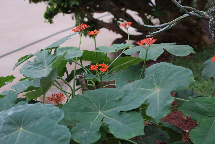 산호유동 - Jatropha podagrica Hook