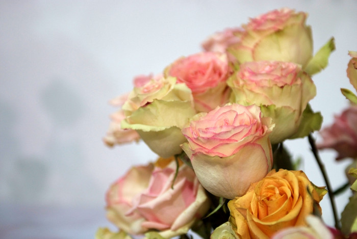 장미 - Rose, Rosa hybrida
