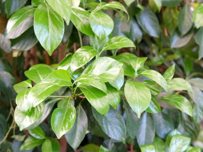 이나무 사진 - Idesia polycarpa Maxim. Photos