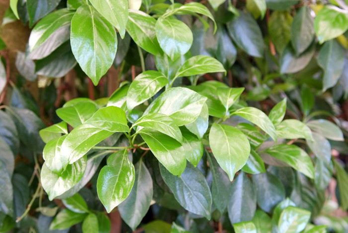 이나무 - Idesia polycarpa Maxim.