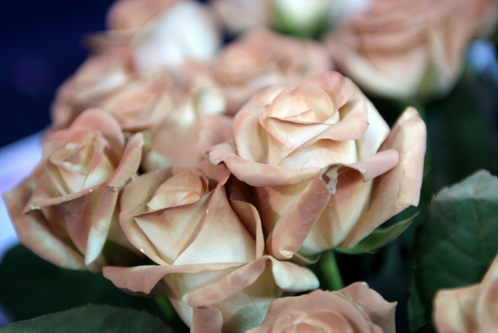 장미 - Rose, Rosa hybrida