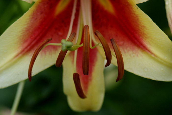 백합 - Lily, Lilium longiflorum Thunb.