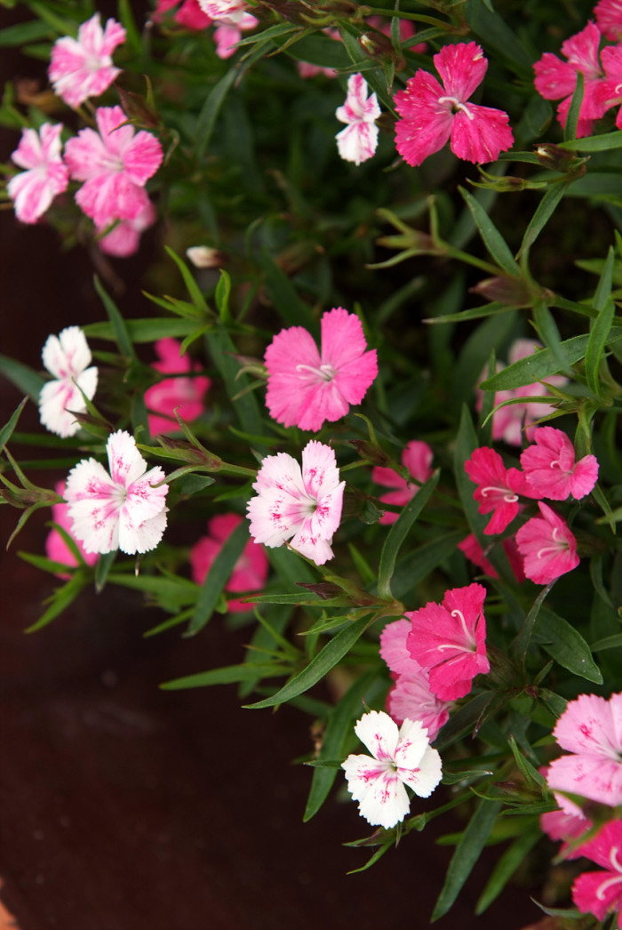 오색패랭이 - Dianthus deltoides