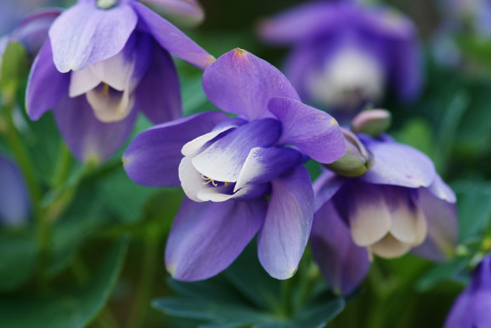 하늘매발톱 - shape columbine, Aquilegia flabellata Siebold & Zucc. var. pumila (Huth) Kudo