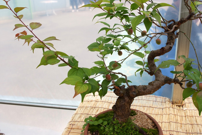 매화 - Prunus mume