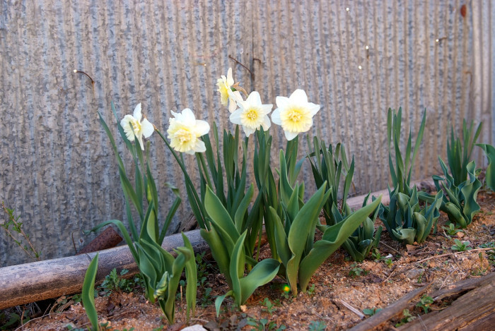 수선화 - daffodil, Narcissus tazetta var. chinensis