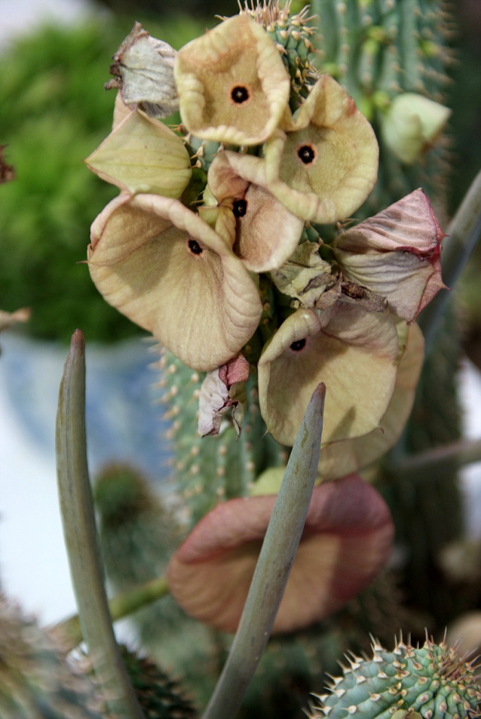 선인장 - Opuntia ficus-indica Mill.