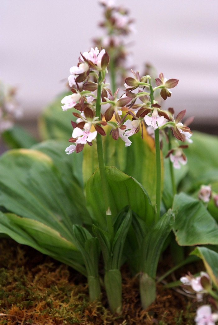새우난초 - Calanthe discolor Lindl.