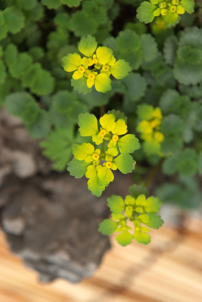 애기괭이눈 - Chrysosplenium flagelliferum F.Schmidt