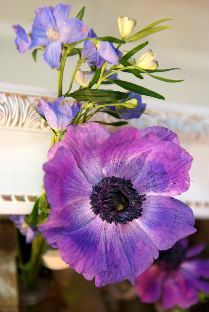 아네모네  - anemone, Anemone coronaria