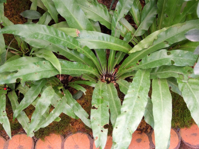 파초일엽 사진 - Asplenium antiquum Photos