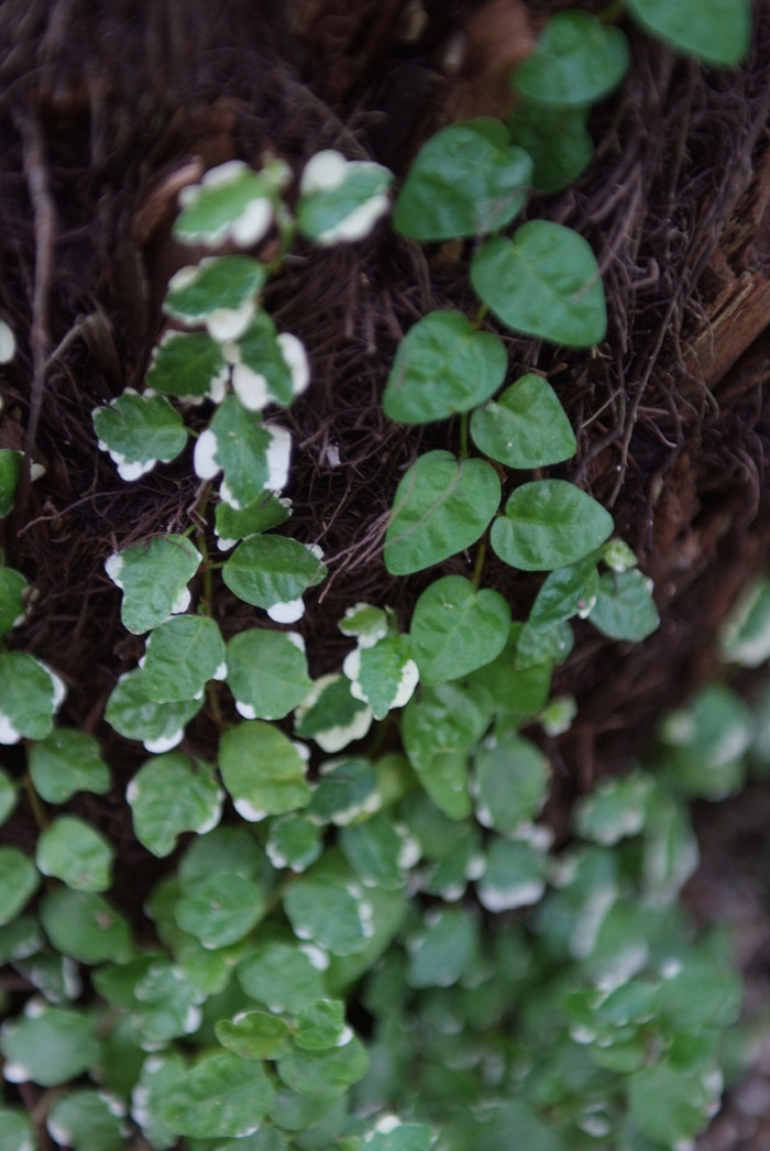 스웨디쉬 아이비 - Swedish Ivy, Plectranthus verticillatus.