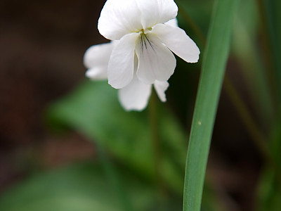 흰제비꽃 사진 - Viola patrinii DC. ex Ging. Photos