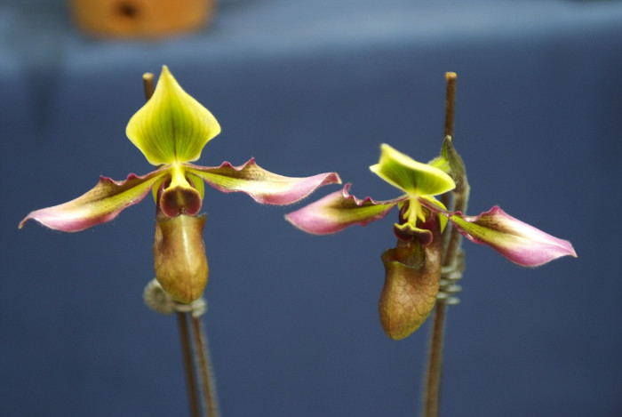 파피오페딜럼 - Papihopedilum pinochio, Paphiopedilum hybrids