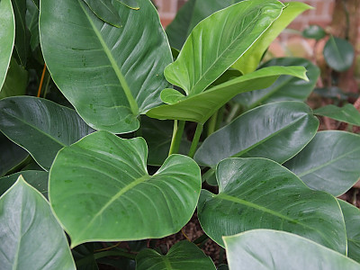 필로덴드론 구티레움 사진 - Philodendron Photos