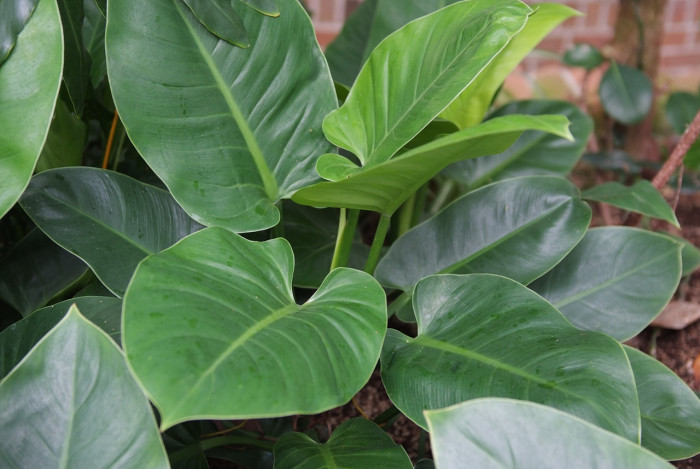 필로덴드론 구티레움 - Philodendron
