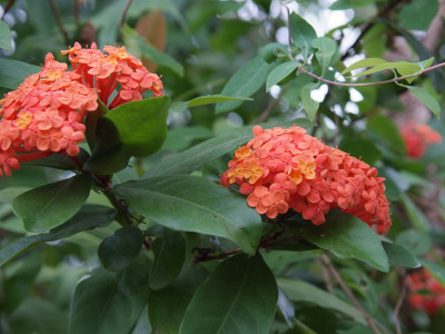 익소라 차이넨시스 사진 - Ixora chinensis Photos