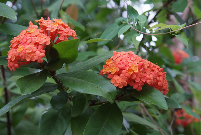 익소라 차이넨시스 - Ixora chinensis