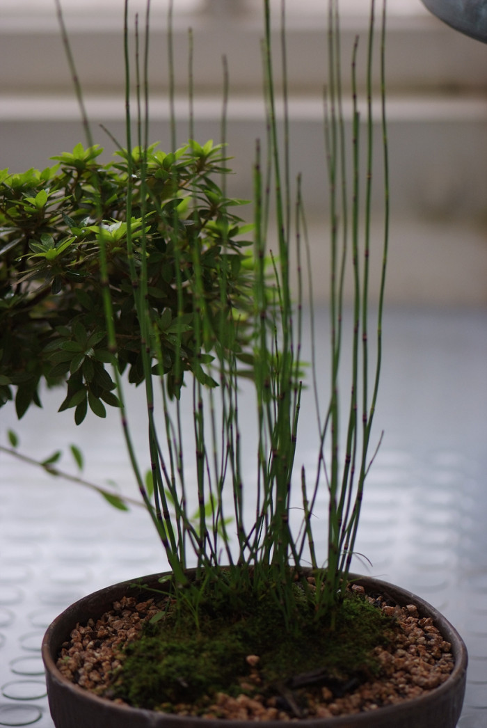 속새 - Equisetum hyemale L.