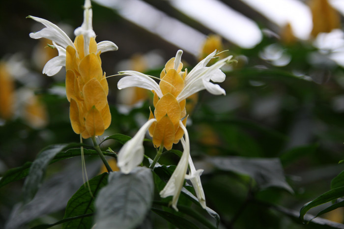 노란새우꽃 - Yellow shirmp plant, Pachystachys lutea Nees