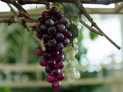 포도 사진 - Vitis vinifera L. Photos