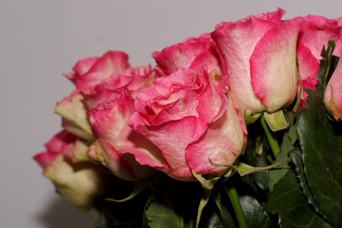 장미 - Rose, Rosa hybrida