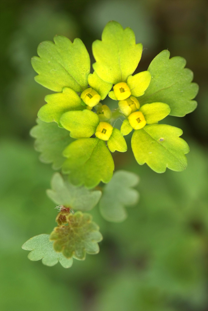 애기괭이눈 - Chrysosplenium flagelliferum F.Schmidt