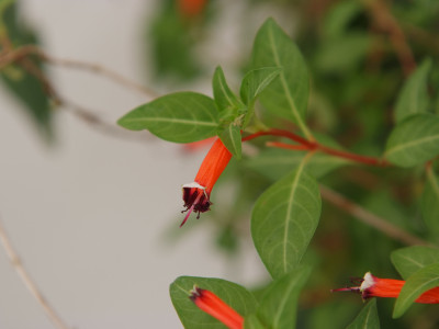 시가플라워 사진 - cigar-flower Photos