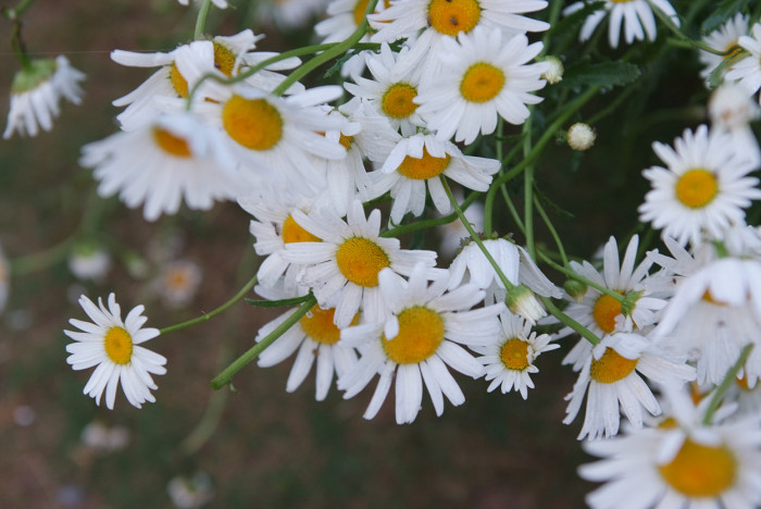 샤스타데이지 - Shasta daisy, Leucanthemum x superbum
