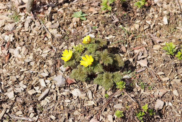 복수초 - Adonis amurensis