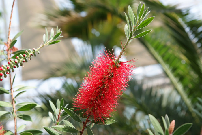 병솔나무 - Bottlebrush, Callistemon lanceolatus