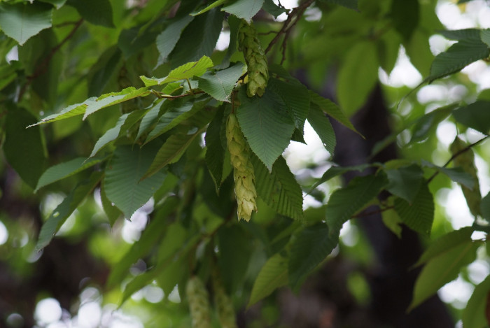 까치박달 - Carpinus cordata Blume