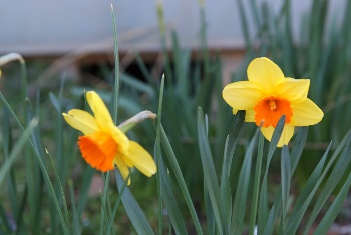 수선화 - daffodil, Narcissus tazetta var. chinensis