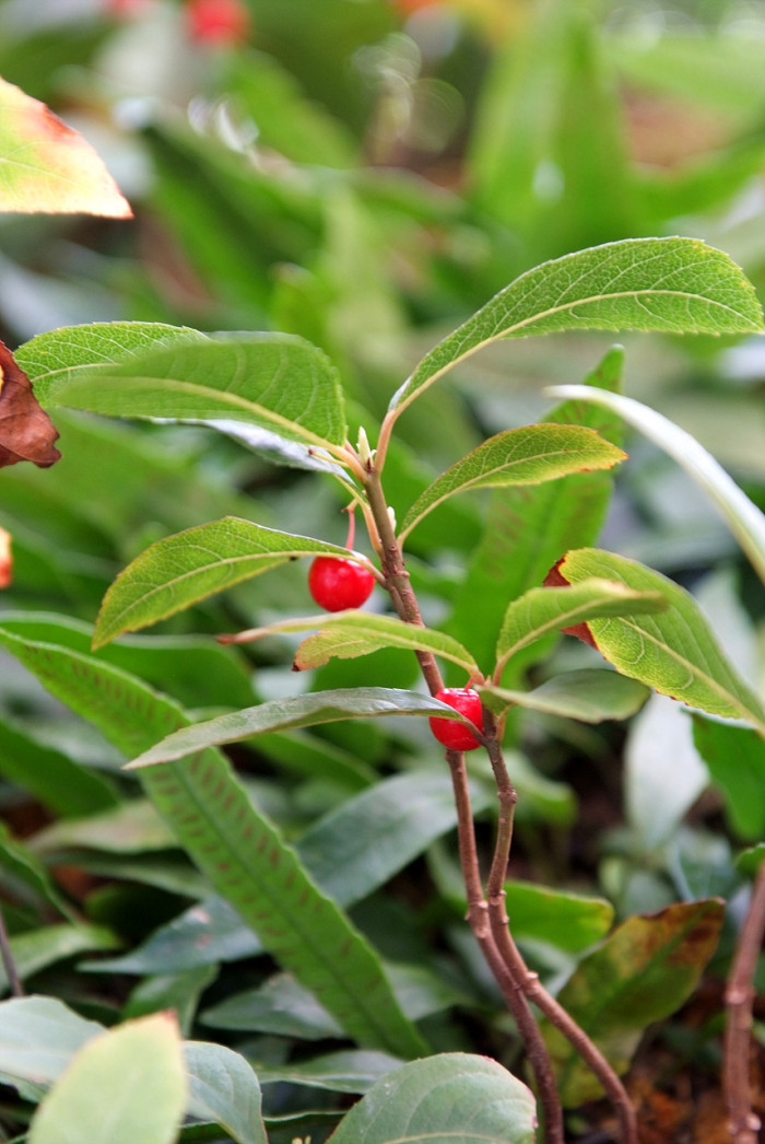 자금우 - Ardisia japonica (Thunb.) Blume