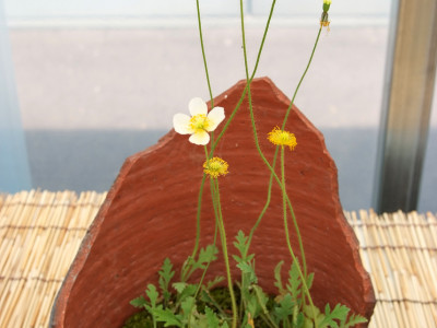 두메양귀비 사진 - papawer coreanum Photos