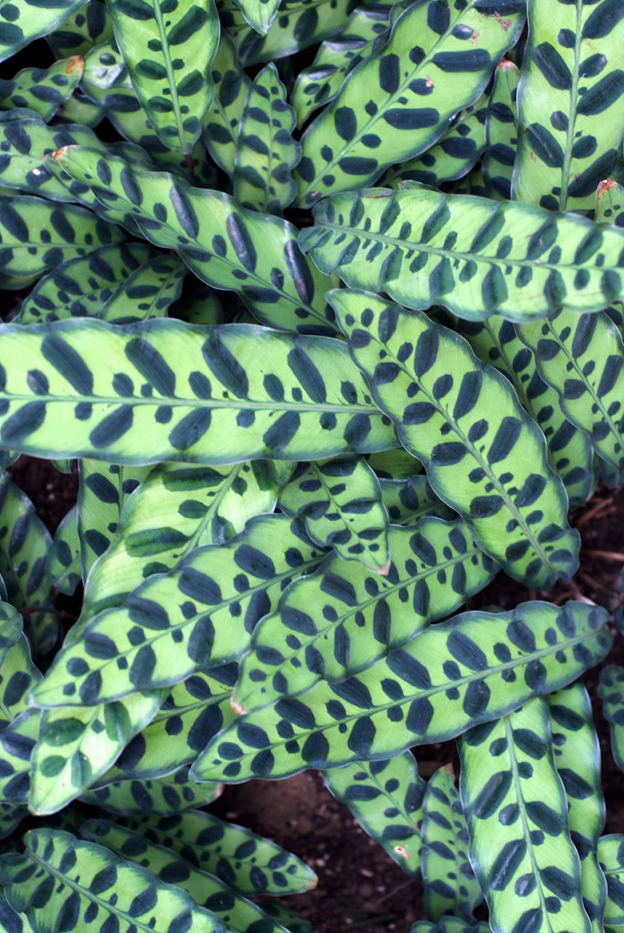 칼라데아 마코야나 - Calathea makoyana