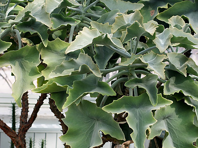 선녀무 사진 - Kalanchoe beharensis Photos