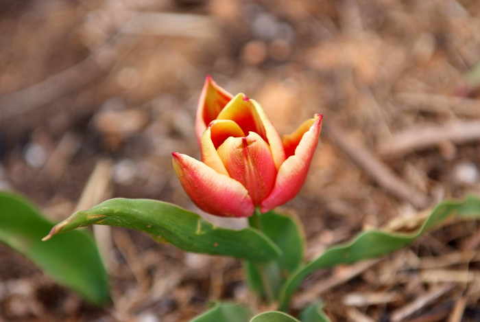튤립 - Tulip, Tulipa gesneriana