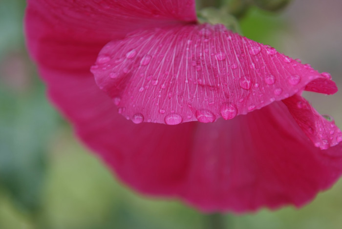 접시꽃 - Alcea rosea, Althaea rosea