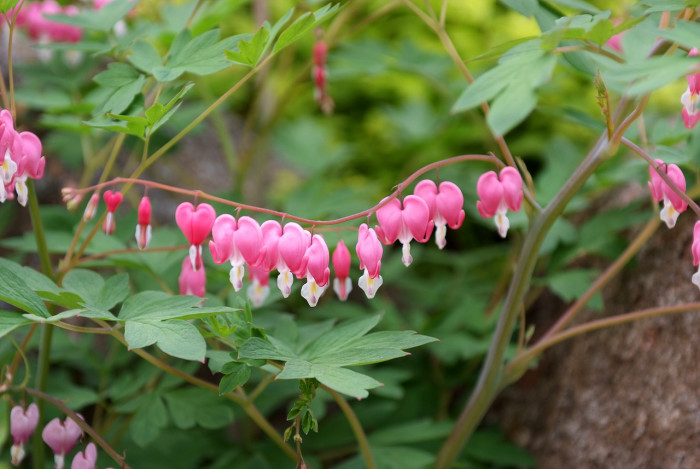 금낭화 - Dicentra spectabilis